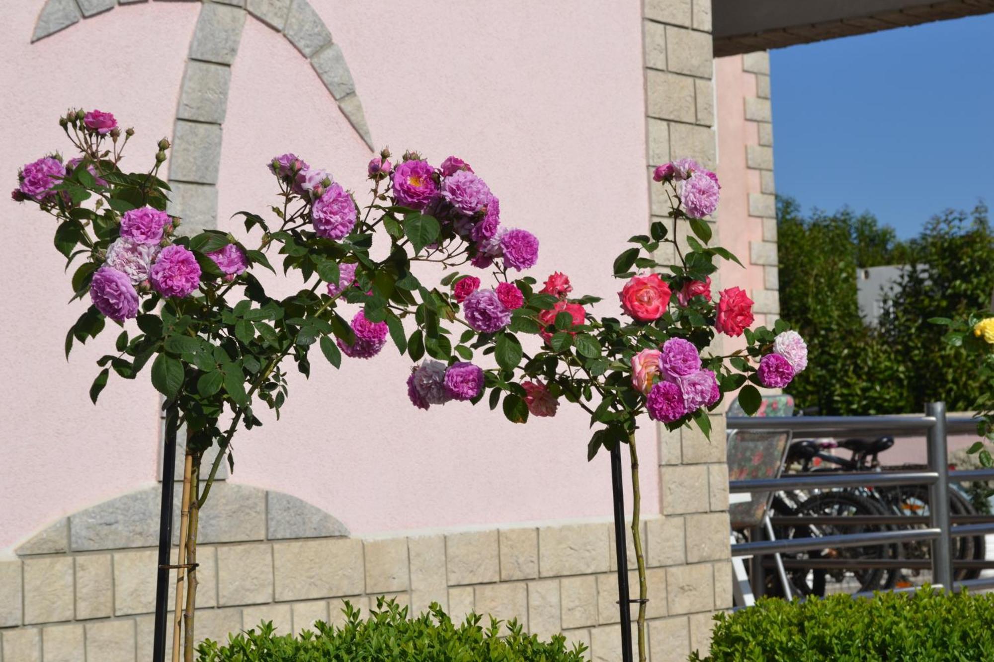 Villa Baldi -Apartmani Danny Tar-Vabriga 외부 사진